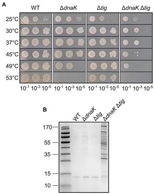 Bacillus subtilis forms twisted cells with cell wall integrity defects upon removal of the molecular chaperones DnaK and trigger factor